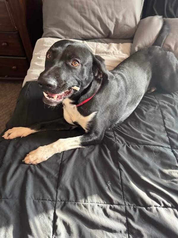 Picture of the Animal Listed